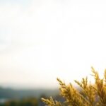 SK Hynix U.S. Listing Prospect: Implications for the Memory Chip Market